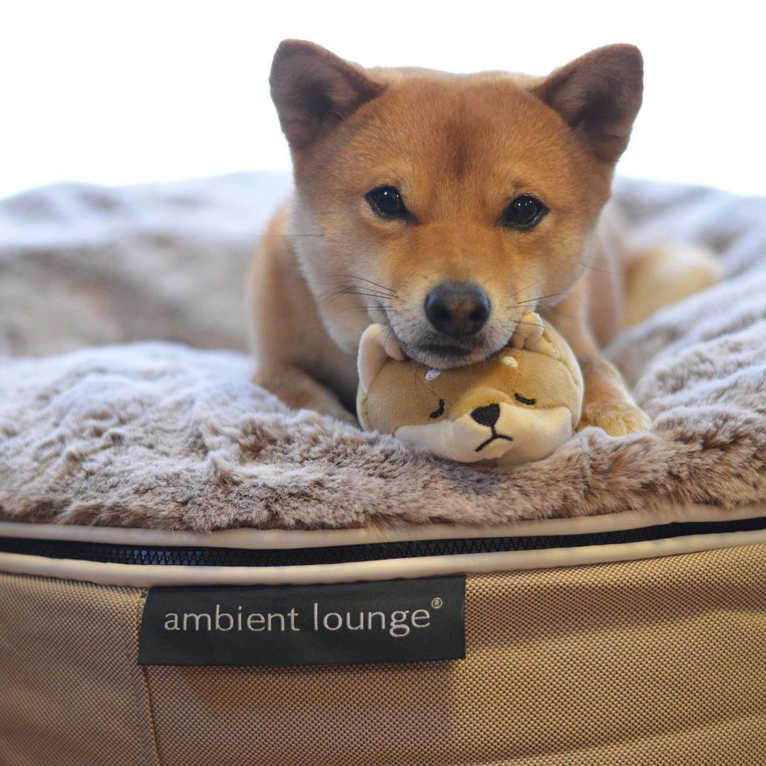 Pet Lounge Dog Beds 03