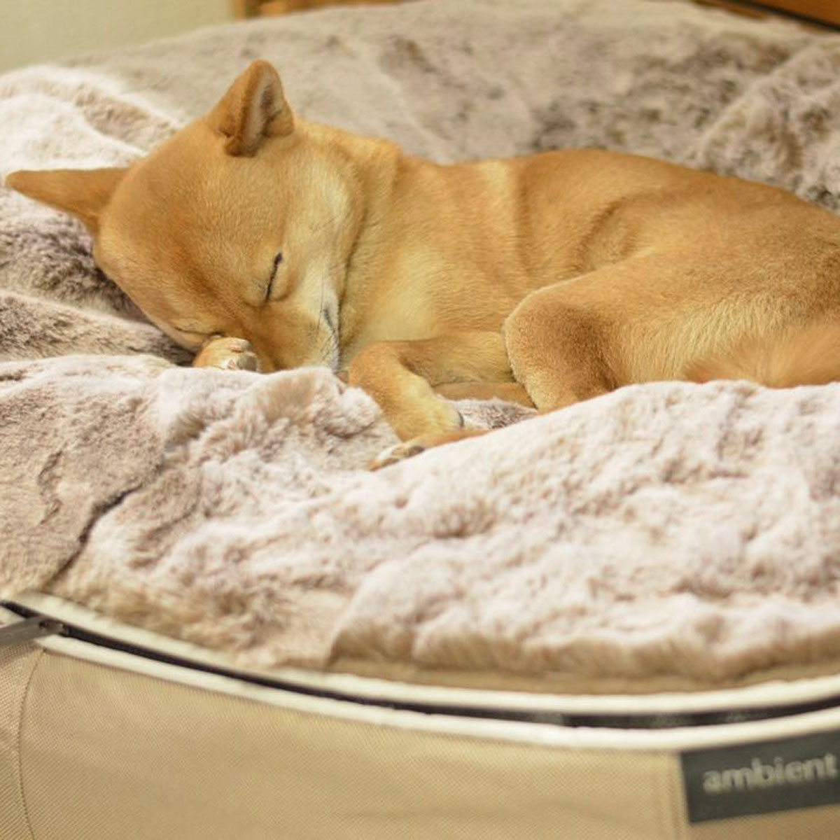 Pet Lounge Dog Beds 09