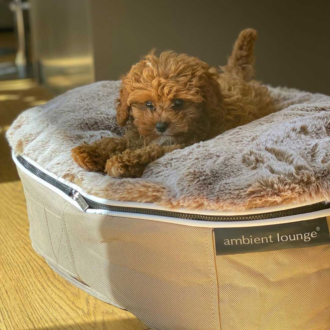 Pet Lounge Dog Beds 15