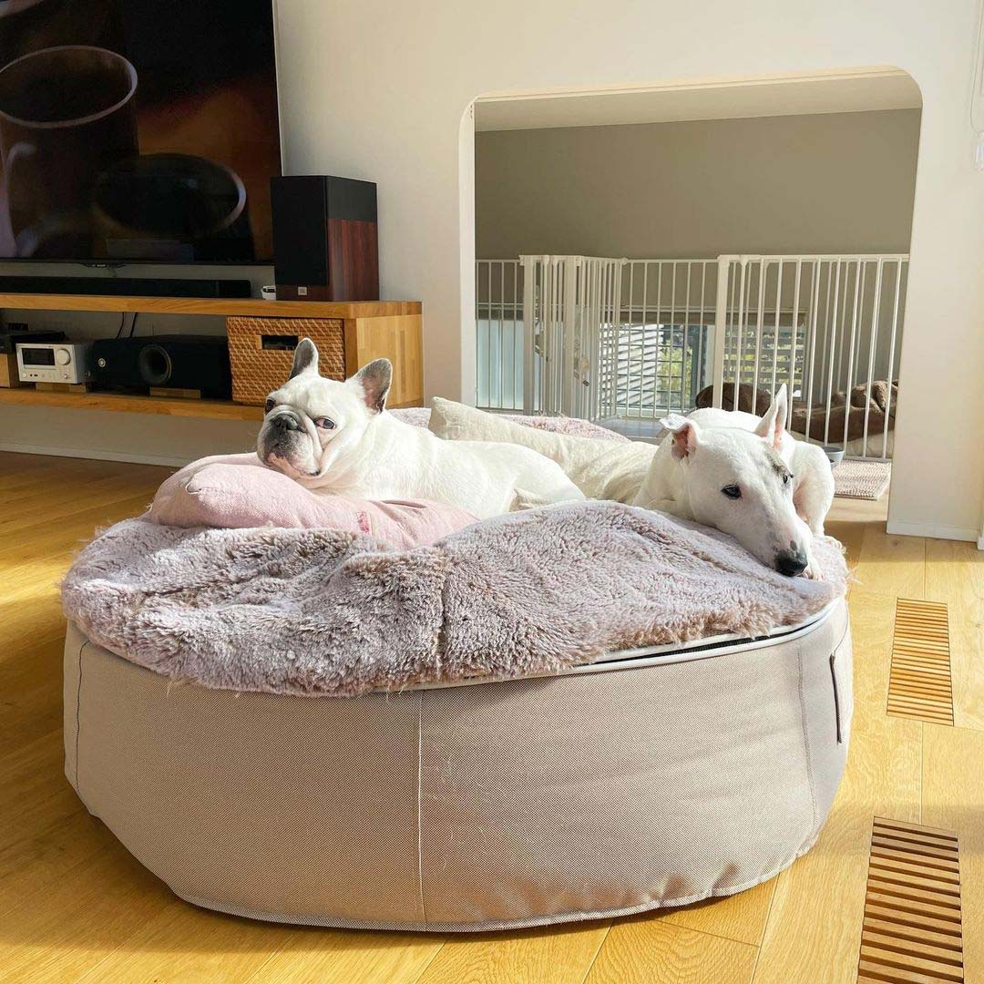 Pet Lounge Dog Beds 39